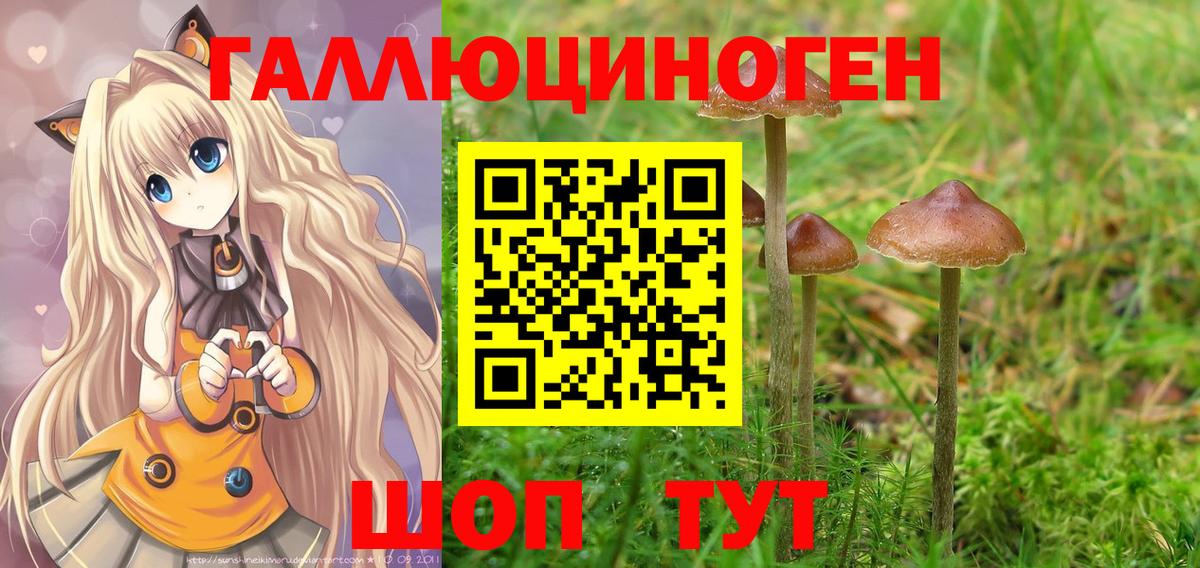 Галлюциногенные грибы Psilocybe Нижний Новгород